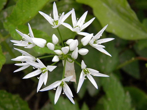 Allium ursinum / Aglio orsino